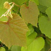 Vigne d'ornement Sunning Dale/Godet