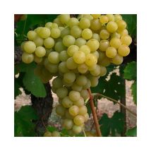 Vigne 'Exalta' - vitis vinifera 3L