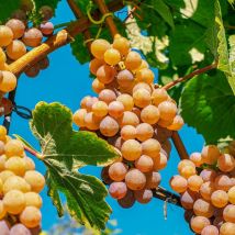 Vigne fraise Noah/Pot de 1,5L