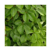 Vigne vierge Murorum - parthenocissus quinquefolia muralis 3L - 90/120cm