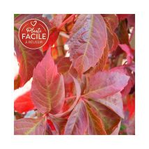 Vigne vierge quinquefolia 'Engelmannii'- parthenocissus 3L - 90/120cm