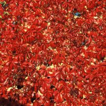 Vigne Vierge quinquefolia Red wall 'Troki'/Pot de 2L
