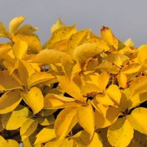 Vigne Vierge quinquefolia Yellow Wall /Pot de 3L