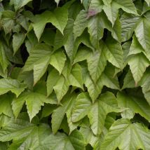 Vigne Vierge veitchii Robusta/Pot de 3L