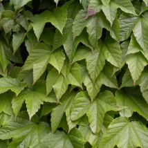 Vigne Vierge veitchii Robusta/Pot de 1,5L