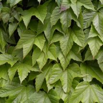 Plantes Avenue - Vigne Vierge veitchii Robusta | Conditionnement: Pot de 2L - Tuteut bambou 90 cm