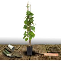 Vigne vinifera Muscat Bleu/Pot de 3L