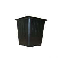 5 Quadrattpfe, 11 cm - Vilmorin