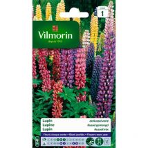 5345741 Lupin di Russel varia, 9 x 0,5 x 16 cm, multicolore - Vilmorin