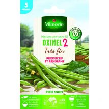 Haricot Nain Vert Oxinel 2 - 5 m