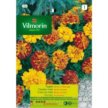 Indian Carnation Seeds Flores S-1, 1,5 g - Vilmorin
