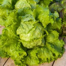 Vilmorin - Laitue Batavia de Pierre Bénite - Légumes d'Autrefois