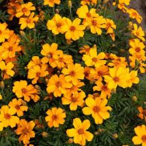 Vilmorin - illet d'Inde Simple Orange - bio