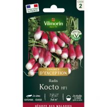 Radis Kocto HF1 - Graines d'Exception