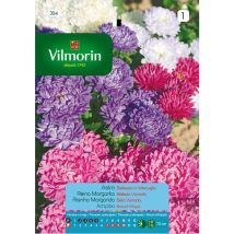 Vilmorinsamen von Reina Margarita Variierte Schnheit S-1, 0,8 g