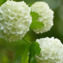 Viorne boule de neige compacte/Pot de 4L