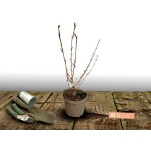 Viorne boule de neige/Pot de 4L