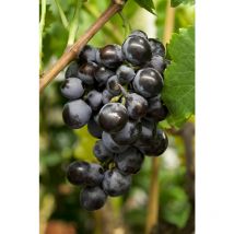 Vitis vinifera blau 2L 40- 60