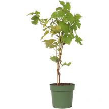 Vigne à raisin - Vitis vinifera 'Himrod' - Hauteur 60-75cm - 21cm