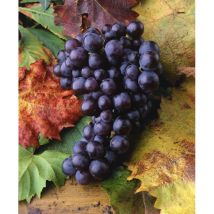 Vitis vinifera 'Isabella' 5L 100- 150