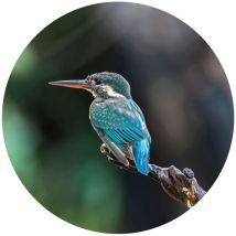 Fototapete The Kingfisher 142,5 cm Wallart