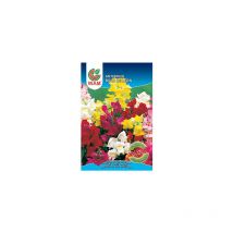 Wam Semillas de Antirrino Boca de León, Sobre Clásico 0,5 gr