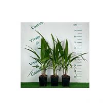 Palma californiana 'Washingtonia filifera' pianta in vaso 2 litri h 60/80 cm foto reali
