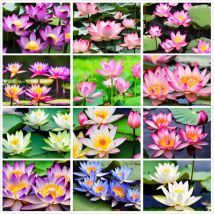 60 Stück Wasserpflanzen Samen – Seerose Lotus Teichpflanzen Garten Blumen