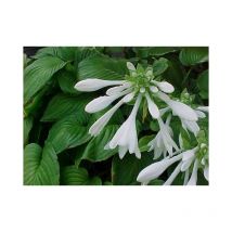 Weiße Lilien Funkie mit duftenden Blüten Hosta Royal Standard im 11cm Topf