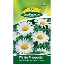 Quedlinburger Weiße Margeriten Mayfield Riesen - Blumensamen