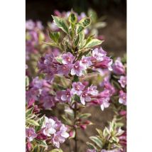 Pflanzen-für-dich.de - Weigela florida 'Magical Rainbow' -r- 4L