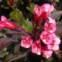 Weigela florida Nana Purpurea/Pot de 1,5L