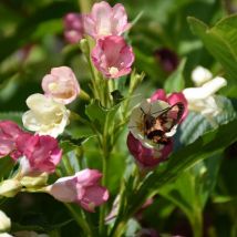 Weigela Marjorie/Pot de 1,5L