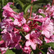 Weigela Stelzneri/Pot de 7,5L