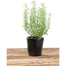 Pot à herbes noir, récipient Black Outdoor Kitchen pour herbes aromatiques, céramique haute qualité, boîte décorative pour poser les herbes sur la
