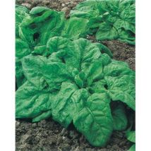 Epinard geant d hiver - 20 g - graines de légumes