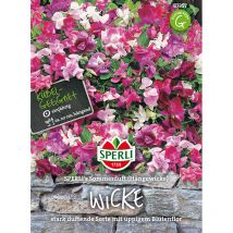 Duftwicken 's Sommerduft - Blumensamen - Sperli