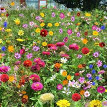 1000 Stück Wildblumen Saatgut Mix – Bienenfreundliche Blumen Garten Samen