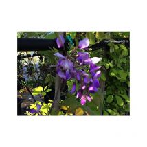 Wisteria brachybotrys 'Iko Yama Fuji' glicine colore viola carico
