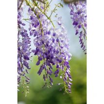 Wisteria sinensis 'Prolific' 7,5L Sol 150- 175 Chinesischer Blauregen 'Prolific'