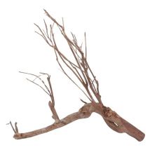 Xl Talawa Wurzel Nr.1426