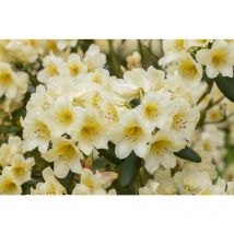 Yaku-Rhododendron 'Millenium Gold' Rhododendron yak.'Millenium Gold' C7 40- 50