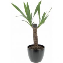 Kentis - Yucca - h 50-60 cm Vaso da Coltura ø 14 cm
