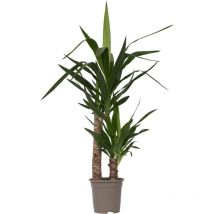 Plant In A Box - Pied d'éléphant - Yucca elephantipes - Hauteur 70-80cm - 17cm