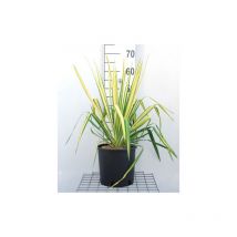 Yucca Flaccida Golden Sword bellissima pianta in vaso 19 cm h. 40/60 cm