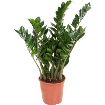 Plant In A Box - Plante zz - Zamioculcas Emerald - Hauteur 70-80cm - 21cm