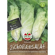 Zichorien Zuckerhut - Gemüsesamen - Sperli