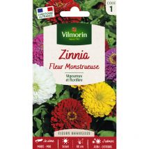 Zinnia à Fleur Monstrueuse