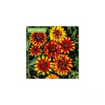 Zinnia old mexico - 1 g