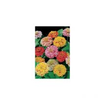 Zinnia peppermint stick - 2 g - Graines de fleurs par variété